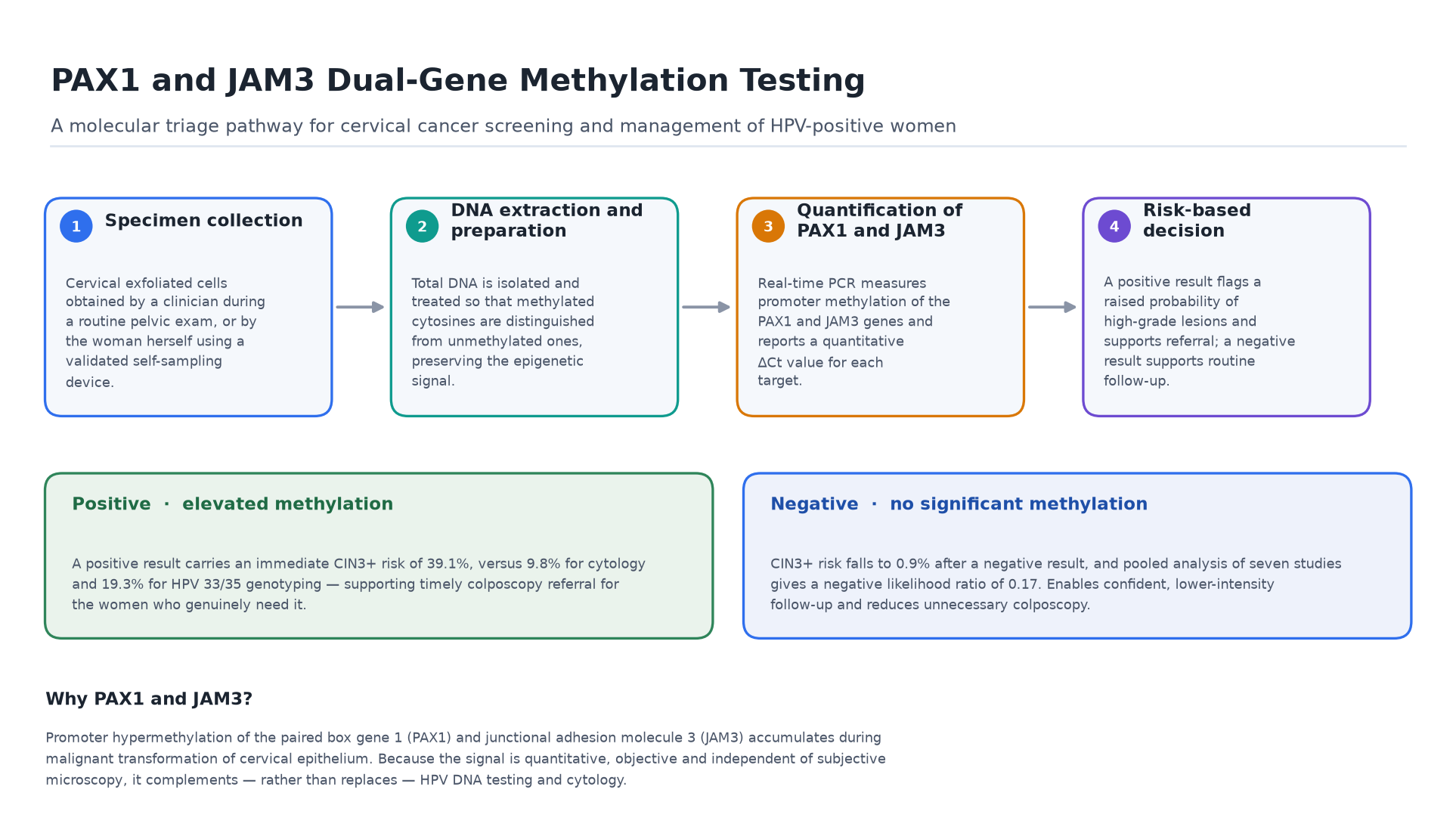 PAX1 and JAM3 Dual-Gene Methylation Testing Workflow for Cervical Cancer Triage Infographic showing the four-step PAX1 and JAM3 dual-gene methylation cervical cancer triage workflow: cervical exfoliated cell collection by clinician or self-sampling, DNA extraction and preparation, real-time PCR quantification of PAX1 and JAM3 promoter methylation, and a risk-based decision supporting colposcopy referral or routine follow-up