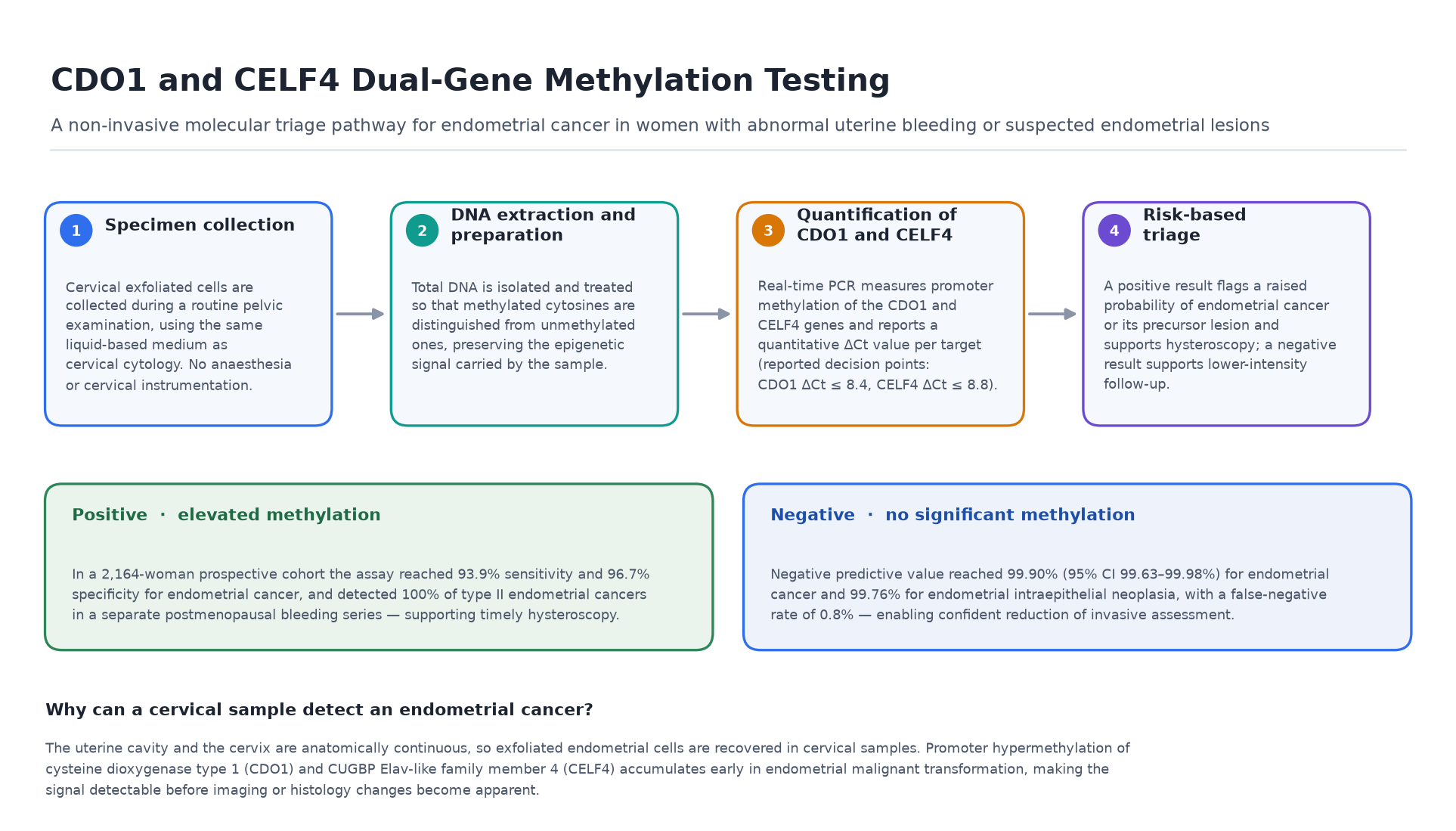 CDO1 and CELF4 Dual-Gene Methylation Testing Workflow for Non-Invasive Endometrial Cancer Triage Infographic showing the four-step CDO1 and CELF4 dual-gene methylation testing workflow for endometrial cancer triage: cervical exfoliated cell collection during a routine pelvic examination, DNA extraction and preparation, real-time PCR quantification of CDO1 and CELF4 promoter methylation with delta Ct decision points, and a risk-based triage decision supporting hysteroscopy referral or lower-intensity follow-up