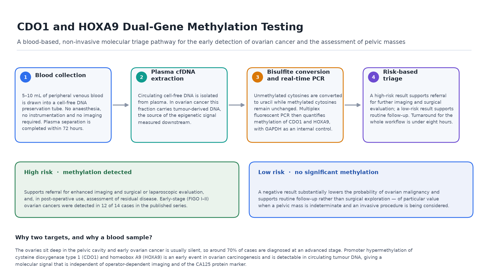 CDO1 and HOXA9 Dual-Gene Methylation Testing Workflow for Blood-Based Ovarian Cancer Detection Infographic showing the four-step CDO1 and HOXA9 dual-gene methylation testing workflow for ovarian cancer: peripheral blood collection into a cell-free DNA preservation tube, plasma cfDNA extraction, bisulfite conversion with multiplex real-time PCR quantification of CDO1 and HOXA9 methylation using GAPDH as internal control, and a risk-based triage decision supporting referral for imaging and surgery or routine follow-up